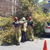 Florya'da bir ağaç, 3 aracın üzerine devrildi