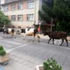 Şehir merkezinde dolaşan büyükbaş hayvanlar trafikte ...