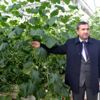 Simav da 16 çiftçi jeotermal akıllı seralarda sebze ...