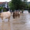 Şile'de sağanak hayatı olumsuz etkiledi