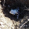 PKK'dan anaokulu bahçesine el yapımı bomba PKK'dan anaokulu bahçesine el yapımı bomba