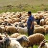 TÜDKİYEB: Türkiye koyun sütü üretiminde dünya birincisi