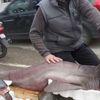 Marmara'da dev köpek balığı yakalandı Marmara'da dev köpek balığı yakalandı