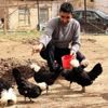 Beşiktaş sevgisi yetiştirdiği tavuklara da yansıdı Beşiktaş sevgisi yetiştirdiği tavuklara da yansıdı