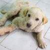 Patisi kopan köpek yavrusuna cerrahi müdahale Patisi kopan köpek yavrusuna cerrahi müdahale