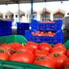 Rusya ya domates ihracında kota 199,3 bin tonu buldu, ... Rusya ya domates ihracında kota 199,3 bin tonu buldu, ...