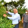 Vali Yazıcı nar hasatı yaptı