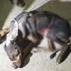 Yavrusunu kurtarırken yaralanan köpek tedavi altında