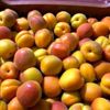 Mersin de sofralık kayısı hasadı başladı Mersin de sofralık kayısı hasadı başladı