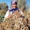 Meşhur Çameli kuru fasulyesinde hasat zamanı
