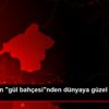 Türkiye nin "gül bahçesi"nden dünyaya güzel kokular ...
