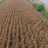Cezaevi firarisi drone yardımıyla yakalandı
