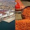 GDO'lu mercimek Türkiye'de GDO'lu mercimek Türkiye'de