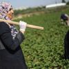 Gazzeli kadınlar İsrail sınırında patates yetiştiriyor
