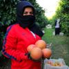 İhracatlık greyfurtta hasat başladı İhracatlık greyfurtta hasat başladı