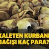 Diyanet vekaleten kurbanlık bağışı kaç para, 2020 fiyatı yurtiçi/yurtdışı? Diyanet vekaleten kurbanlık bağışı kaç para, 2020 fiyatı yurtiçi/yurtdışı?