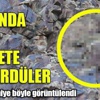 Bir anda ortaya çıkıp dehşete düşürdüler