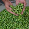 800 yıllık ağaçta zeytin hasadı