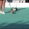 Sahipli köpekler, sokak hayvanları için yarıştı