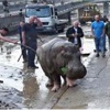 Hayvanat bahçesindeki hayvanlar kaçtı