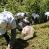 Fındık işçilerine asgari 100 lira ödenecek