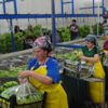 Silifke’de muz hasadı başladı