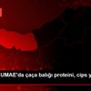 Trabzon SUMAE da çaça balığı proteini, cips yapımında ... Trabzon SUMAE da çaça balığı proteini, cips yapımında ...