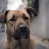 İstanbul sokaklarındaki köpeklere odaklanan 'Stray' belgeselinden ilk fragman İstanbul sokaklarındaki köpeklere odaklanan 'Stray' belgeselinden ilk fragman