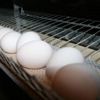 Zehirli yumurta iddiasını üretici yalanladı