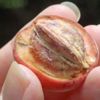 Blushwood meyvesi gerçekten kanser hücrelerini yok ediyor mu? Blushwood meyvesi gerçekten kanser hücrelerini yok ediyor mu?