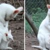 Yavru albino kanguru kayıplara karıştı Yavru albino kanguru kayıplara karıştı