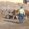 Halatı koparan dana köyü birbirine kattı