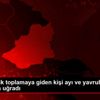 Kars ta erik toplamaya giden kişi ayı ve yavrularının ...