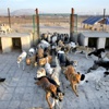 İran'da köpeklerin sığınabilecekleri tek yer İran'da köpeklerin sığınabilecekleri tek yer