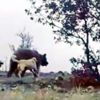 Çoban köpekleri sürüye saldıran ayıyı kovaladı