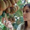 Mersin'de kivi hasadı başladı