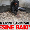 Gazzeli kadın ekmek kırıntılarını satarak ailesine bakıyor