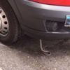 Yılan otomobilden inip, itfaiye aracına bindi Yılan otomobilden inip, itfaiye aracına bindi
