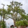 Türkiye’nin en yaşlı ağacı Zonguldak’ta bulundu. Bu ağaç yeşerdiğinde insanlar bakın neyi keşfetmişti