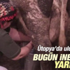 Ütopya'da inek tartışması Ütopya'da inek tartışması