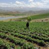 Ot bitmeyen tarlalarda şimdi "çilek" yetiştiriliyor Ot bitmeyen tarlalarda şimdi "çilek" yetiştiriliyor