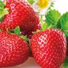C vitamini bahar meyvesi çilekten gelsin C vitamini bahar meyvesi çilekten gelsin