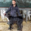 Bu buzağıyı görenler hayrete düşüyor Bu buzağıyı görenler hayrete düşüyor