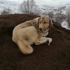 Anne köpek ölen yavrusunu kendi gömdü Anne köpek ölen yavrusunu kendi gömdü