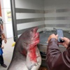 Balıkçıların Ağına 673 Kiloluk Balık Takıldı Balıkçıların Ağına 673 Kiloluk Balık Takıldı