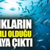 ﻿Balıkların bağımlı olduğu ortaya çıktı