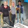Kolan balığı ağlara takıldı Kolan balığı ağlara takıldı