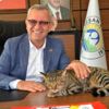 Belediye başkanı, makamında baktığı kediye sosyal ... Belediye başkanı, makamında baktığı kediye sosyal ...