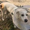 Sokak ortasında köpeği bıçakladı Sokak ortasında köpeği bıçakladı