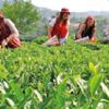 Karadeniz’de çay seferberliği Karadeniz’de çay seferberliği